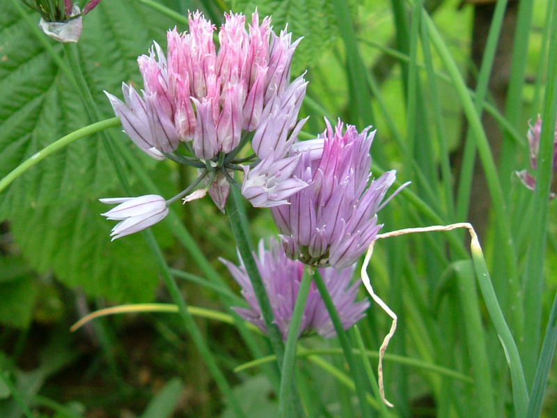 Allium spp. pl.